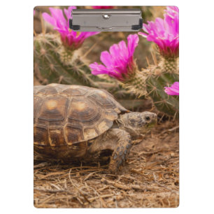 Carpeta De Pinza EE. UU., Texas, condado de Hidalgo. Tortuga