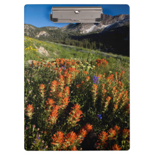 Carpeta De Pinza EE. UU., Utah, Bosque Nacional Uinta-Wasatch-Cache