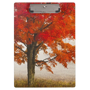Carpeta De Pinza EE. UU., Virginia Occidental, Davis. Arce rojo en 
