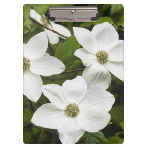 Carpeta De Pinza EE. UU., Washington, Cornejo del Pacífico, Cornus