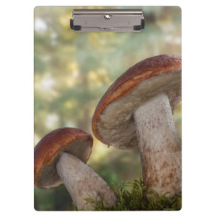 Carpeta De Pinza EE. UU., Washington, Seabeck. Leccinum Insigne