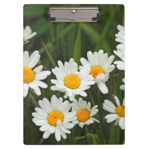 Carpeta De Pinza EE.UU., Washington, Seattle, Puget Sound 3