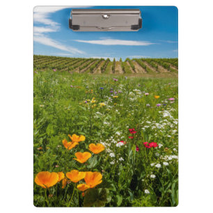 Carpeta De Pinza EE. UU., Washington, Walla Walla. Flores silvestre