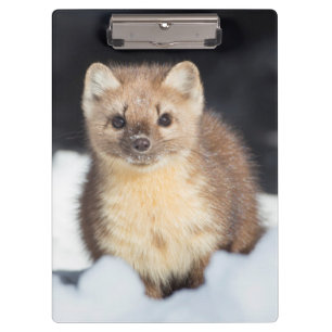 Carpeta De Pinza EE.UU., Wyoming, Parque Nacional Yellowstone