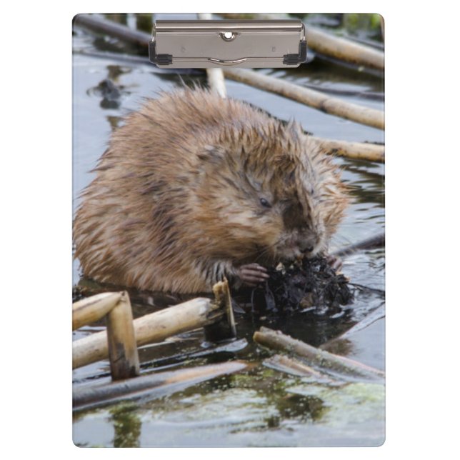 Carpeta De Pinza EEUU, Nebraska. Beaver (Anverso)