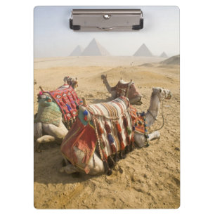 Carpeta De Pinza Egipto, El Cairo. Camellos descansando