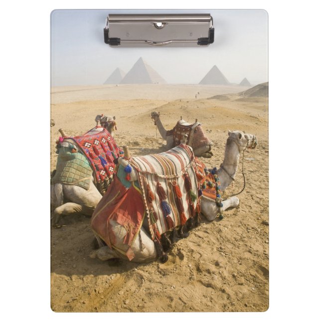 Carpeta De Pinza Egipto, El Cairo. Camellos descansando (Anverso)
