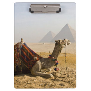 Carpeta De Pinza Egipto, El Cairo. Un camello solitario