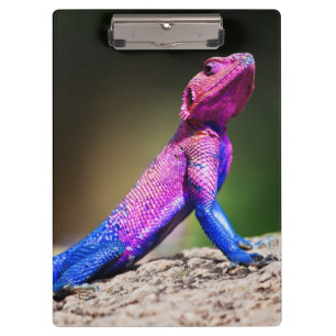 Carpeta De Pinza El Agama de cabezo chata de Mwanza en roca