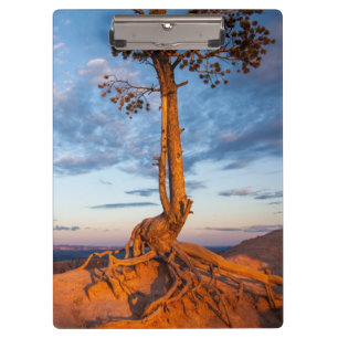 Carpeta De Pinza El árbol se aferra en la repisa, parque nacional