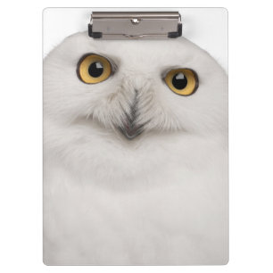 Carpeta De Pinza El búho masculino Nevado (scandiacus del bubón) 