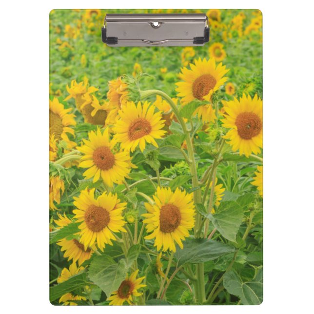 Carpeta De Pinza El campo grande de girasoles acerca al lago moses, (Anverso)