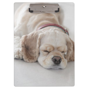 Carpeta De Pinza El dormir del perro de cocker spaniel