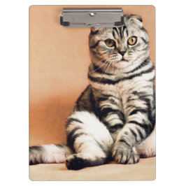 Carpeta De Pinza El Gatito Cute Se Extiende