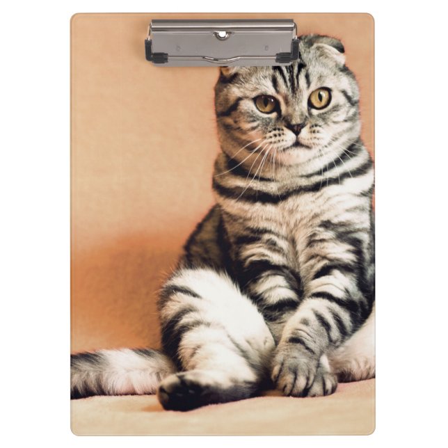 Carpeta De Pinza El Gatito Cute Se Extiende (Anverso)