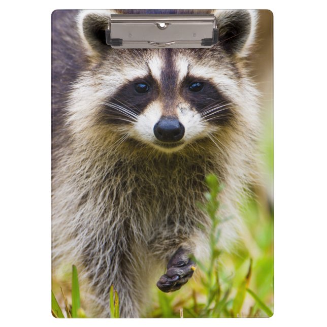 Carpeta De Pinza El mapache, Procyon lotor (Anverso)