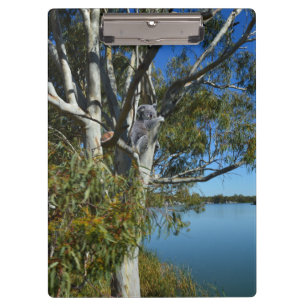 Carpeta De Pinza El Oso De Koala Dormía En El Árbol De Goma,