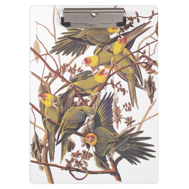 Carpeta De Pinza El paracaídas de Carolina de Audubon (Anverso)