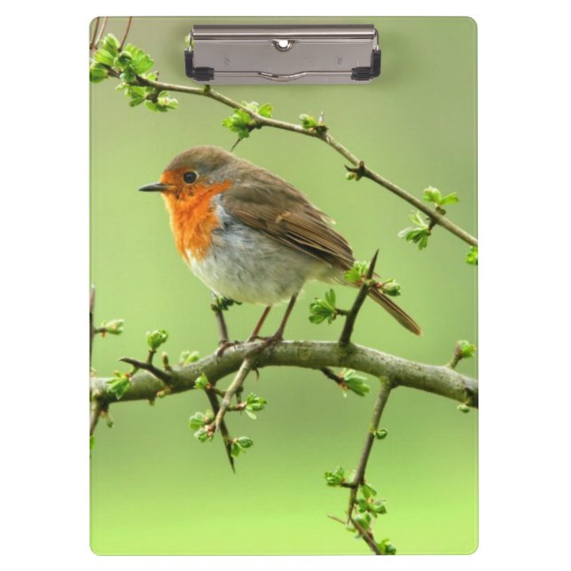 Carpeta De Pinza El petirrojo (Anverso)