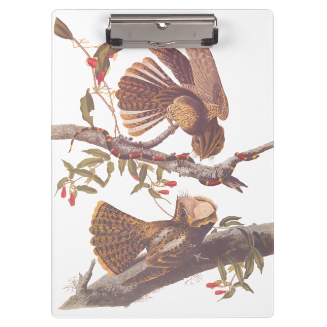 Carpeta De Pinza El tarro de viudas de Chuck Will con serpiente de  (Anverso)