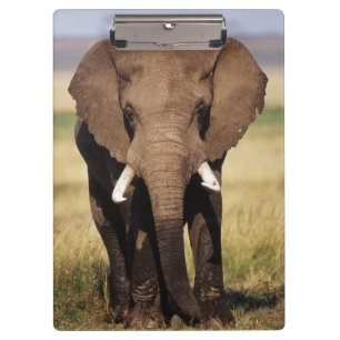 Carpeta De Pinza Elefante africano de sabana