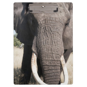 Carpeta De Pinza Elefante (Loxodonta africana), Abu Camp 3