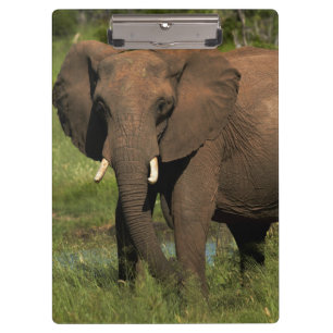 Carpeta De Pinza Elefante (Loxodonta Africana), Hwange Nacional