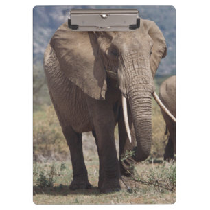 Carpeta De Pinza Elefante madre caminando con cría de elefante