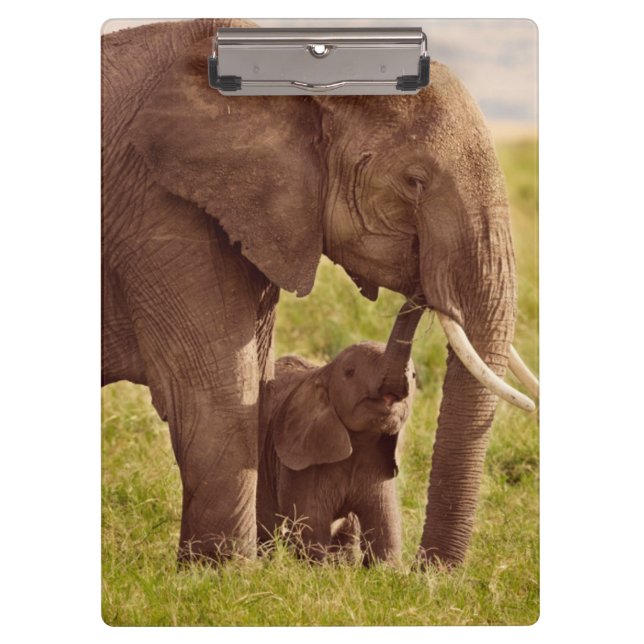 Carpeta De Pinza Elefante y bebé de las imágenes el | de Getty (Anverso)