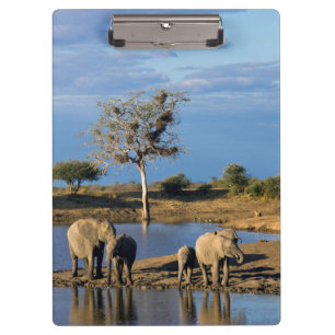 Carpeta De Pinza Elefantes africanos de sabana (Loxodonta africana)