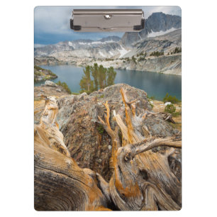 Carpeta De Pinza Estados Unidos, California, Bosque Nacional Inyo.