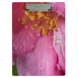 Carpeta De Pinza Estambres de flores de camellia rosa