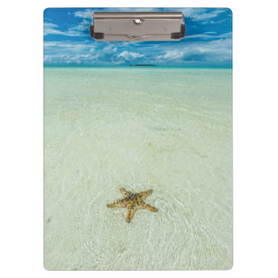 Carpeta De Pinza Estrella del mar en aguas poco profundas, Palau
