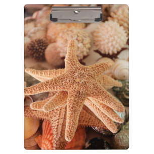 Carpeta De Pinza Estrellas de mar secas vendidas como souvenirs