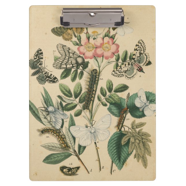 Carpeta De Pinza Etapas de la vida de la mariposa por Vision Studio (Anverso)