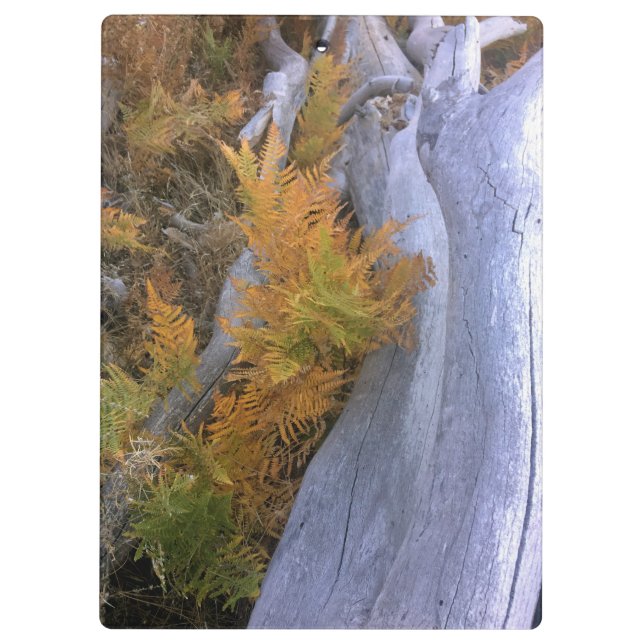 Carpeta De Pinza Fall Forest Braken (Reverso)