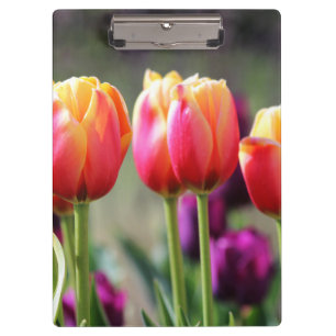Carpeta De Pinza Faln Tulips Aflame