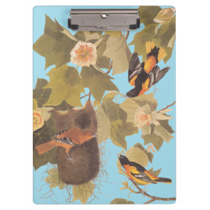 Carpeta De Pinza Familia Baltimore Oriole Audubon con nido