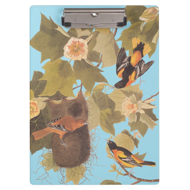 Carpeta De Pinza Familia Baltimore Oriole Audubon con nido (Anverso)