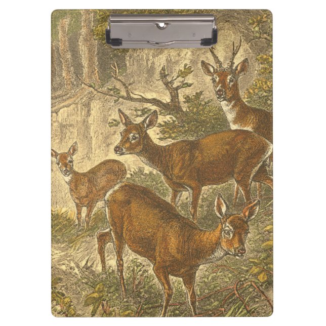 Carpeta De Pinza Familia de Roe - Deers en un bosque (Anverso)