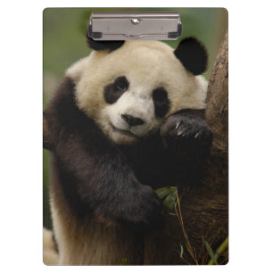 Carpeta De Pinza Familia del panda gigante (Ailuropoda melanoleuca)