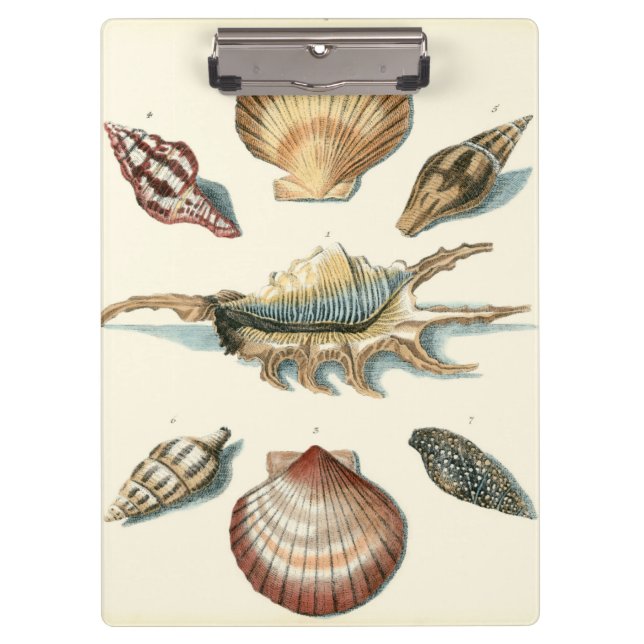 Carpeta De Pinza Fancy Shell Beach (Anverso)