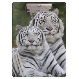 Carpeta De Pinza Fase blanca, Tigre de Bengala, Tigris