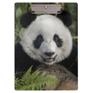 Carpeta De Pinza Feliz panda joven, China