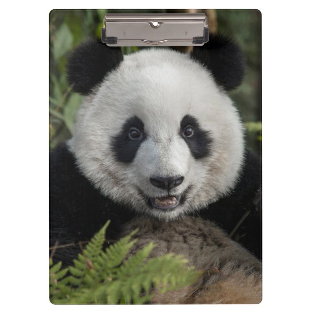 Carpeta De Pinza Feliz panda joven, China (Anverso)