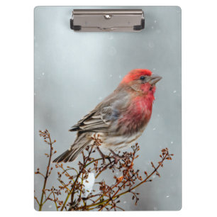 Carpeta De Pinza Finca de casa en nieve - Fotografía original