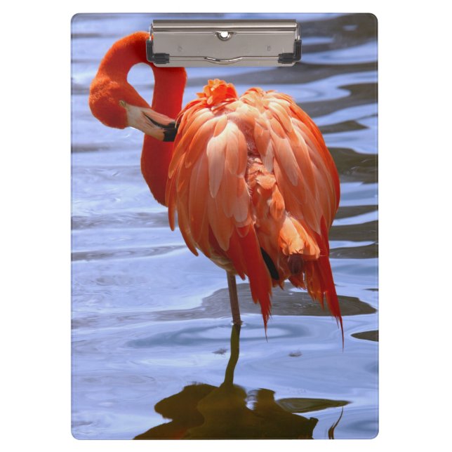 Carpeta De Pinza Flamingo en una pierna en el agua (Anverso)