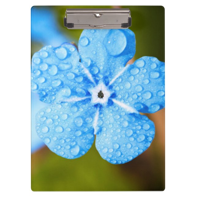 Carpeta De Pinza Flor azul de Dewey (Anverso)