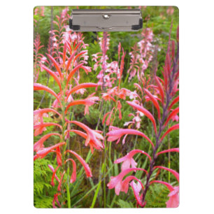 Carpeta De Pinza Flor de bugle Lily (Watsonia), Cabo Oriental