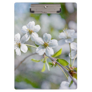 Carpeta De Pinza Flor de cerezo blanco